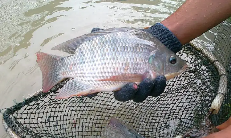 Budidaya ikan nila, Sumber: alfafarm.co.id