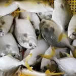 Jenis ikan bawal, Sumber: ocean-treasure.com