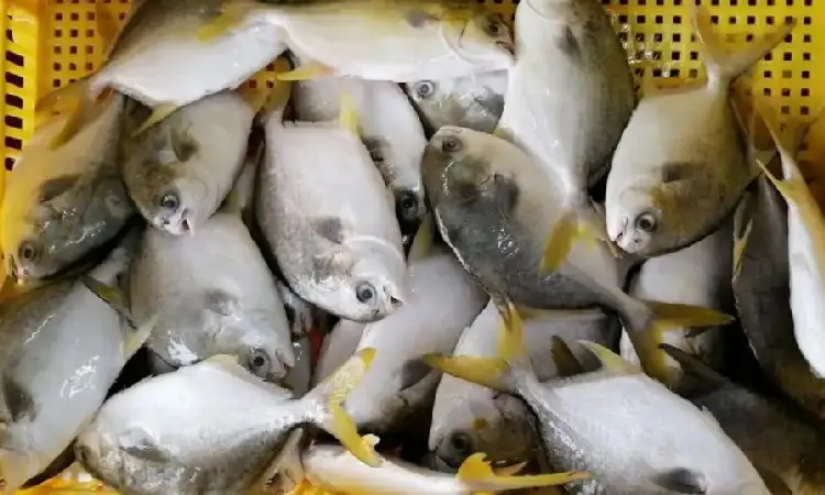 Jenis ikan bawal, Sumber: ocean-treasure.com