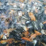 Nutrisi ikan mas, Sumber: googleusercontent.com