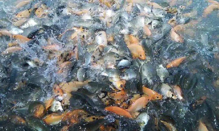 Nutrisi ikan mas, Sumber: googleusercontent.com