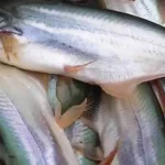 Patin juaro, Sumber: pertanianku.com