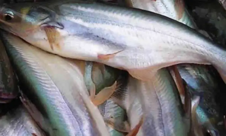 Patin juaro, Sumber: pertanianku.com