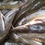 Penyakit lele, Sumber: puncatraining.id