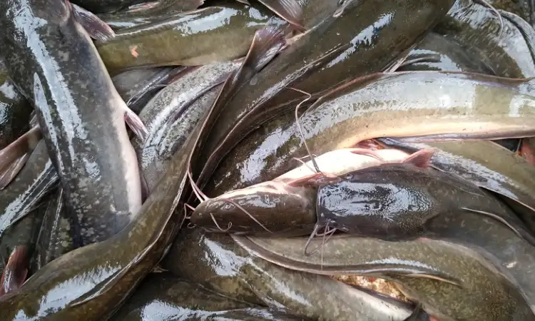 Penyakit lele, Sumber: puncatraining.id