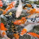 Probiotik koi, Sumber: bulelengkab.go.id