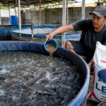 Analisis Untung Rugi Ternak Lele Skala Rumahan: Simulasi Modal 100, 500 hingga 1.000 Ekor untuk Pemula