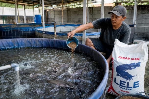 Analisis Untung Rugi Ternak Lele Skala Rumahan: Simulasi Modal 100, 500 hingga 1.000 Ekor untuk Pemula