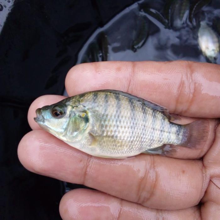 benih ikan 5 cm benih ikan 5 cm