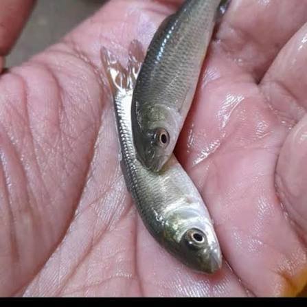 benih ikan 6 cm benih ikan 6 cm
