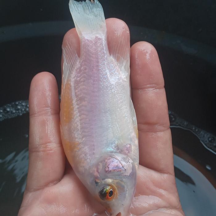 benih ikan 7 cm benih ikan 7 cm