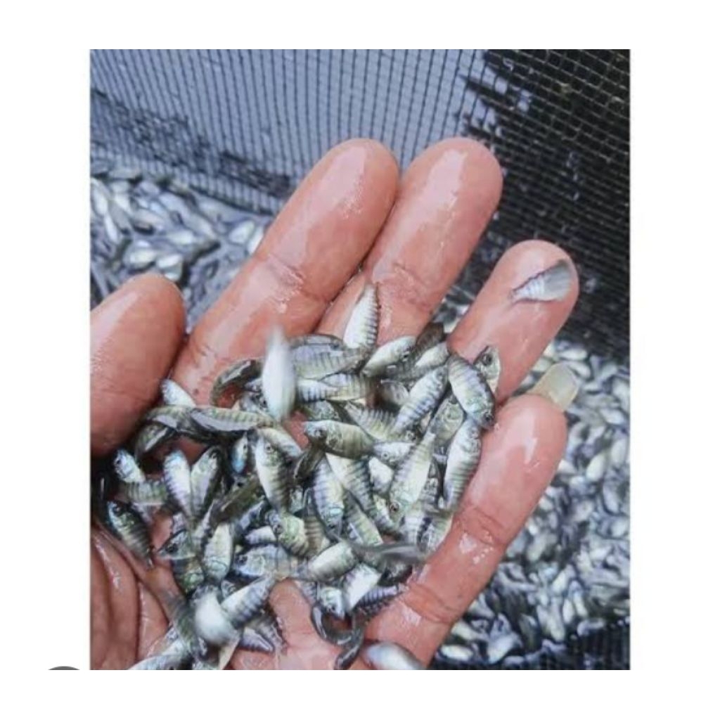 bibit ikan 2 cm bibit ikan 2 cm