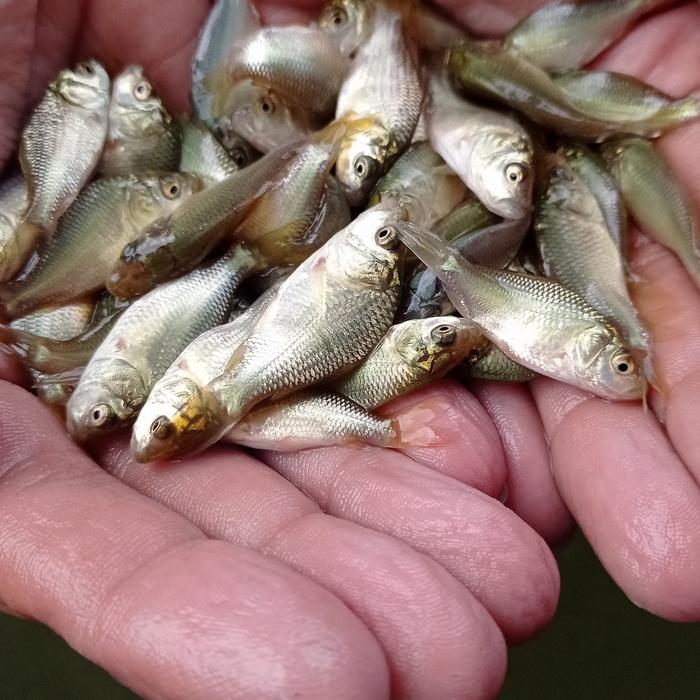 bibit ikan 3 cm bibit ikan 3 cm