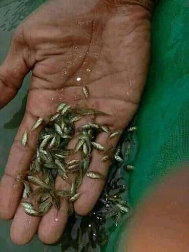 larva ikan larva ikan