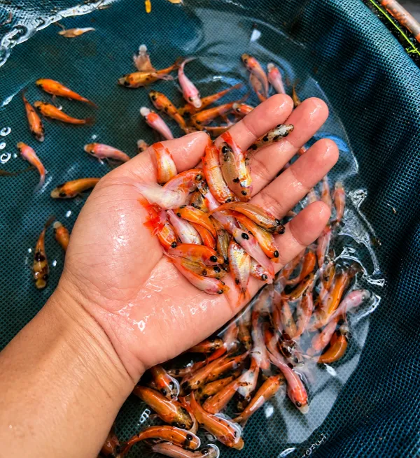 bibit nila larasati