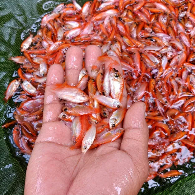 bibit nila merah super