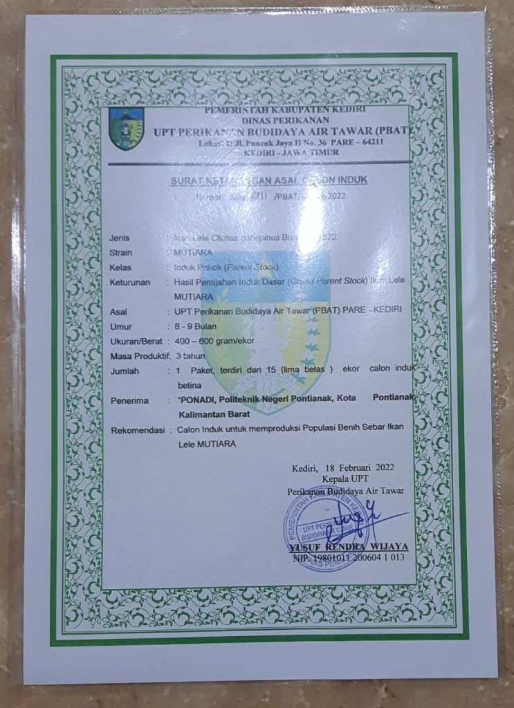 surat keterangan calon induk lele mutiara